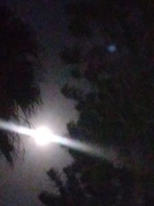 Moon between My Trees