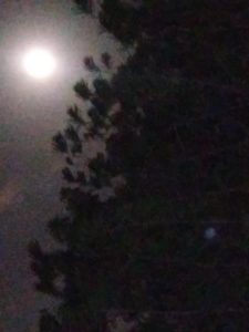 My beautiful Tree and Moon