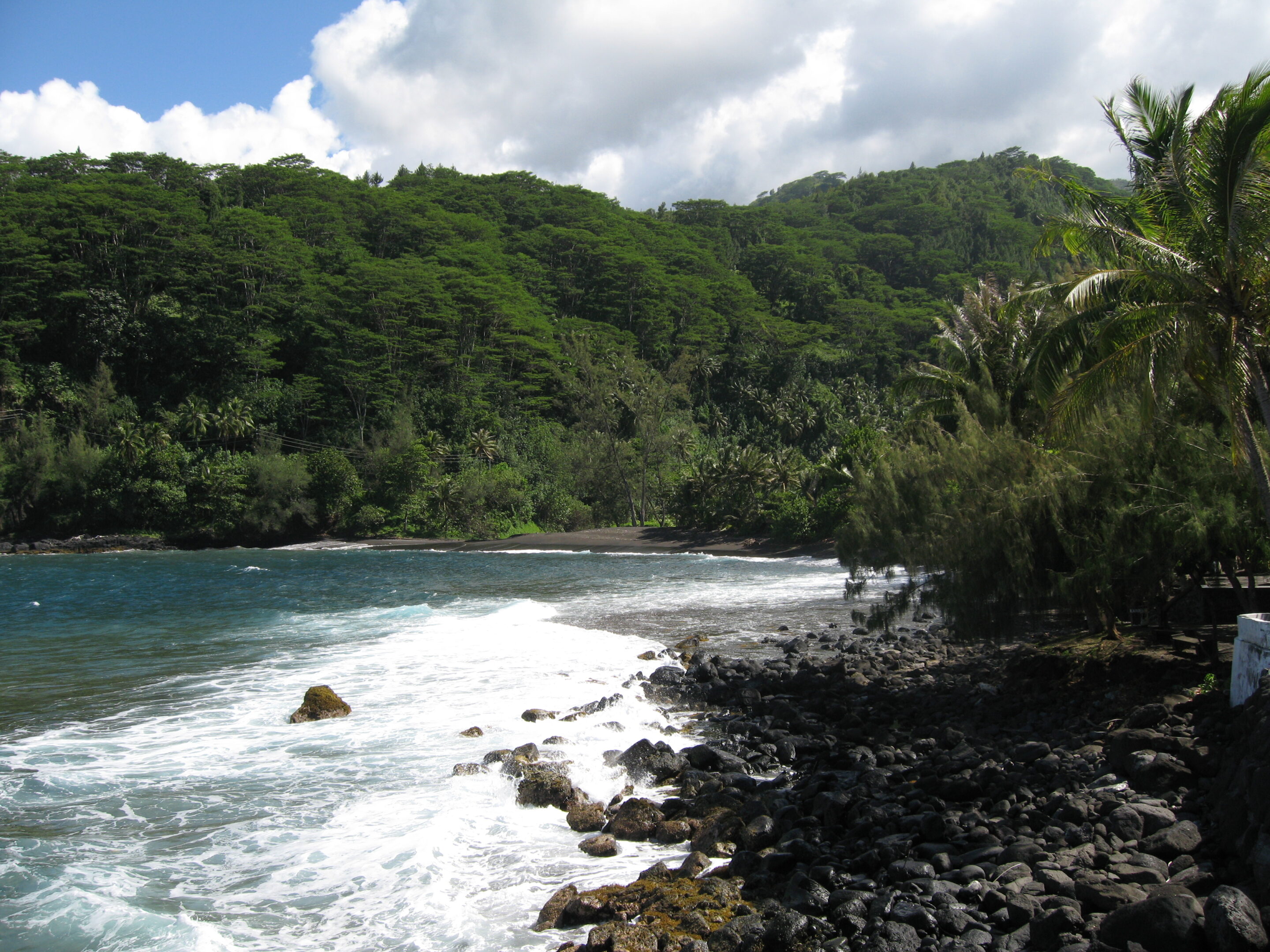 Tropical coastline with lush green forest.