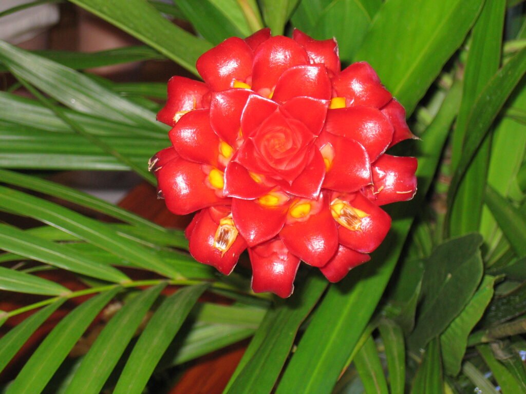 Red tropical flower with green leaves.