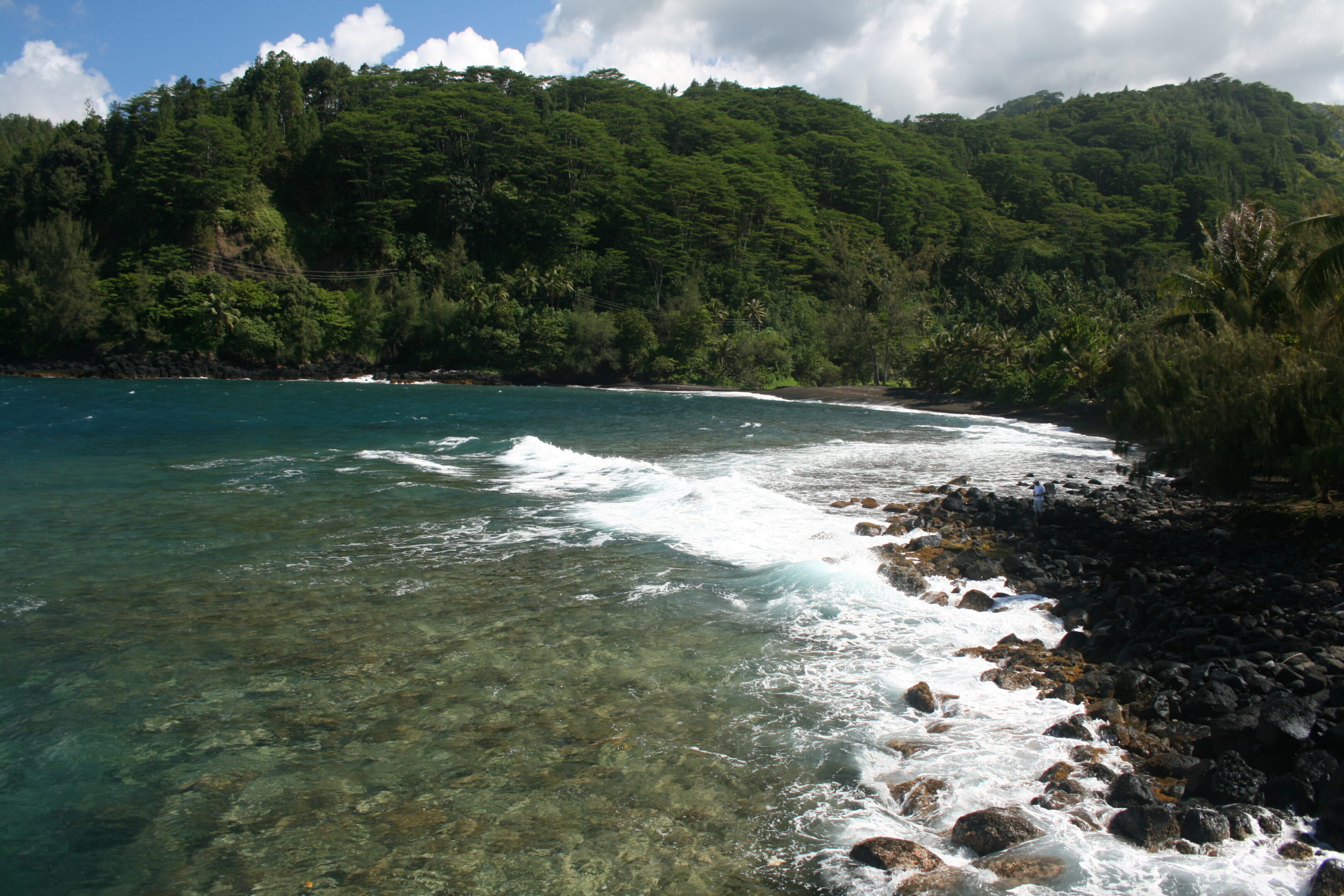 Tropical coastline with lush green forest.