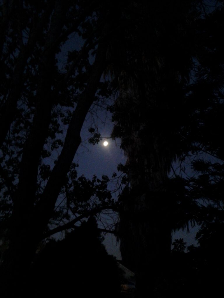 Moon shining through dark silhouette of trees.