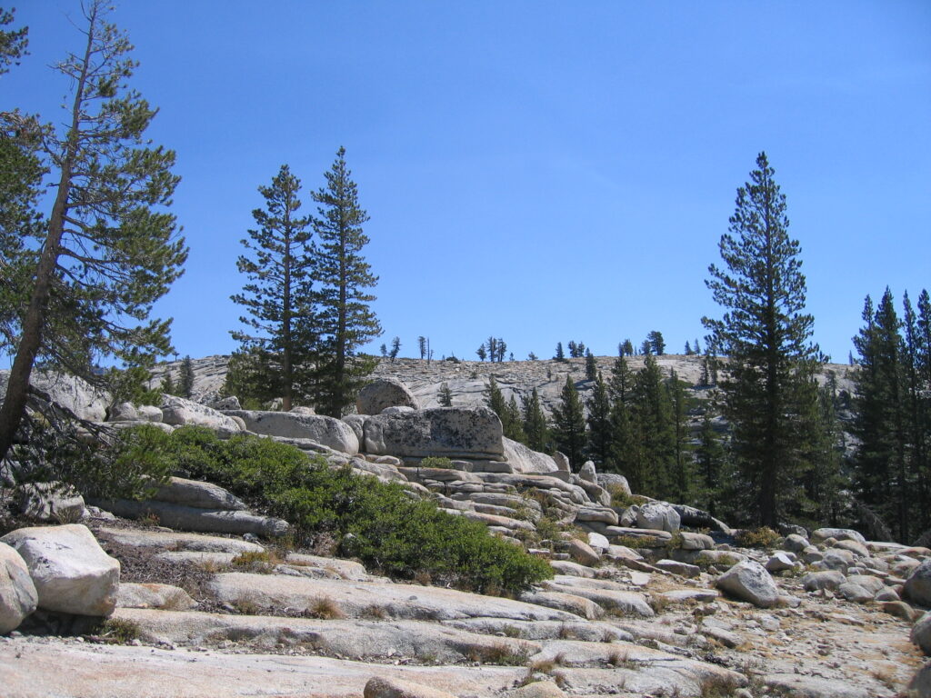 Rocky landscape with scattered pine trees.