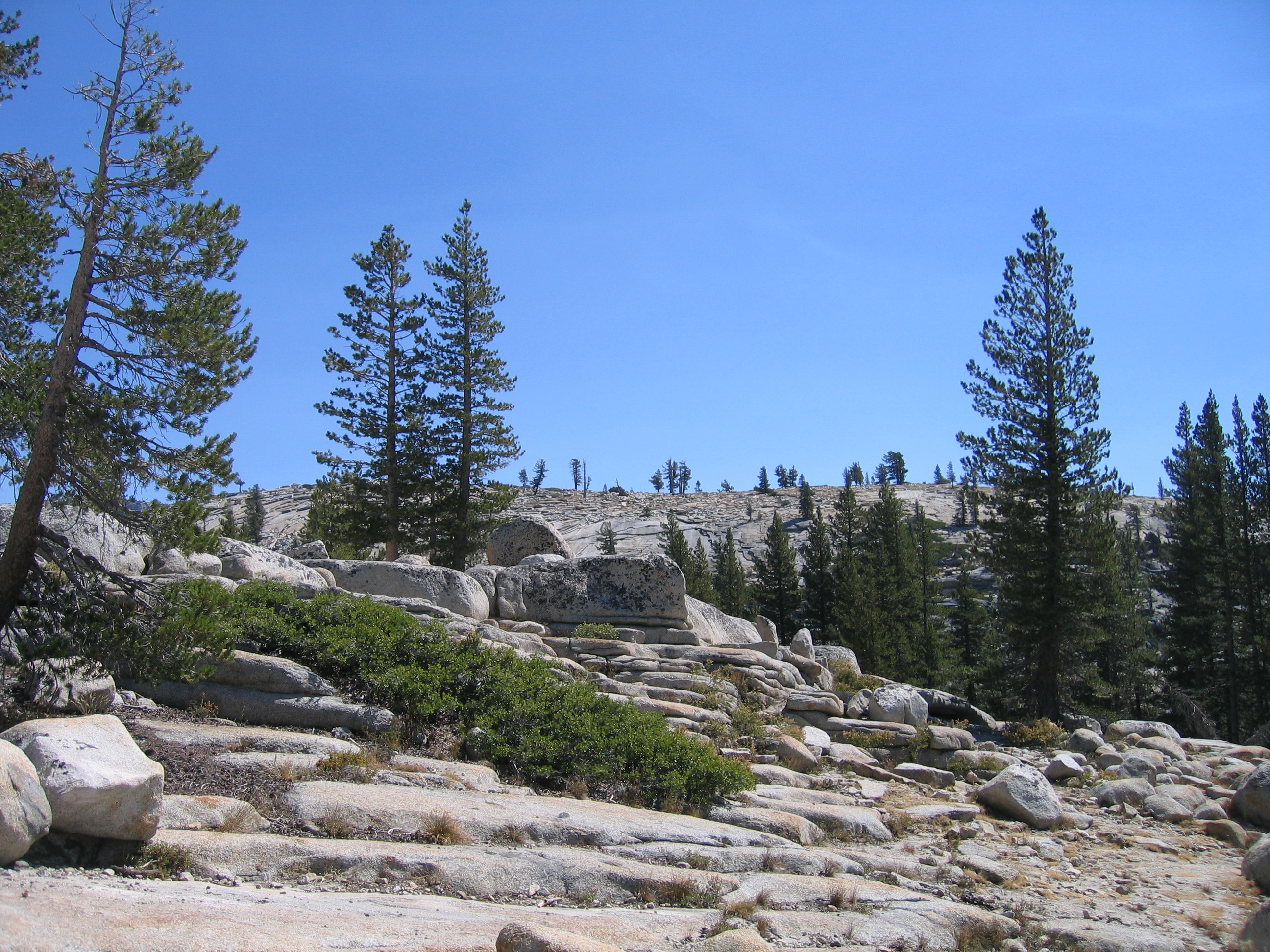 Rocky landscape with scattered pine trees.
