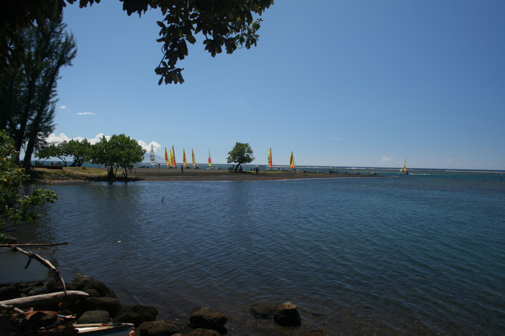 Tropical shoreline with colorful sailboats and trees.