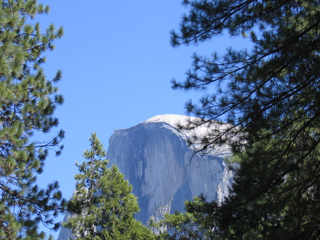 Half Dome framed by pine trees.