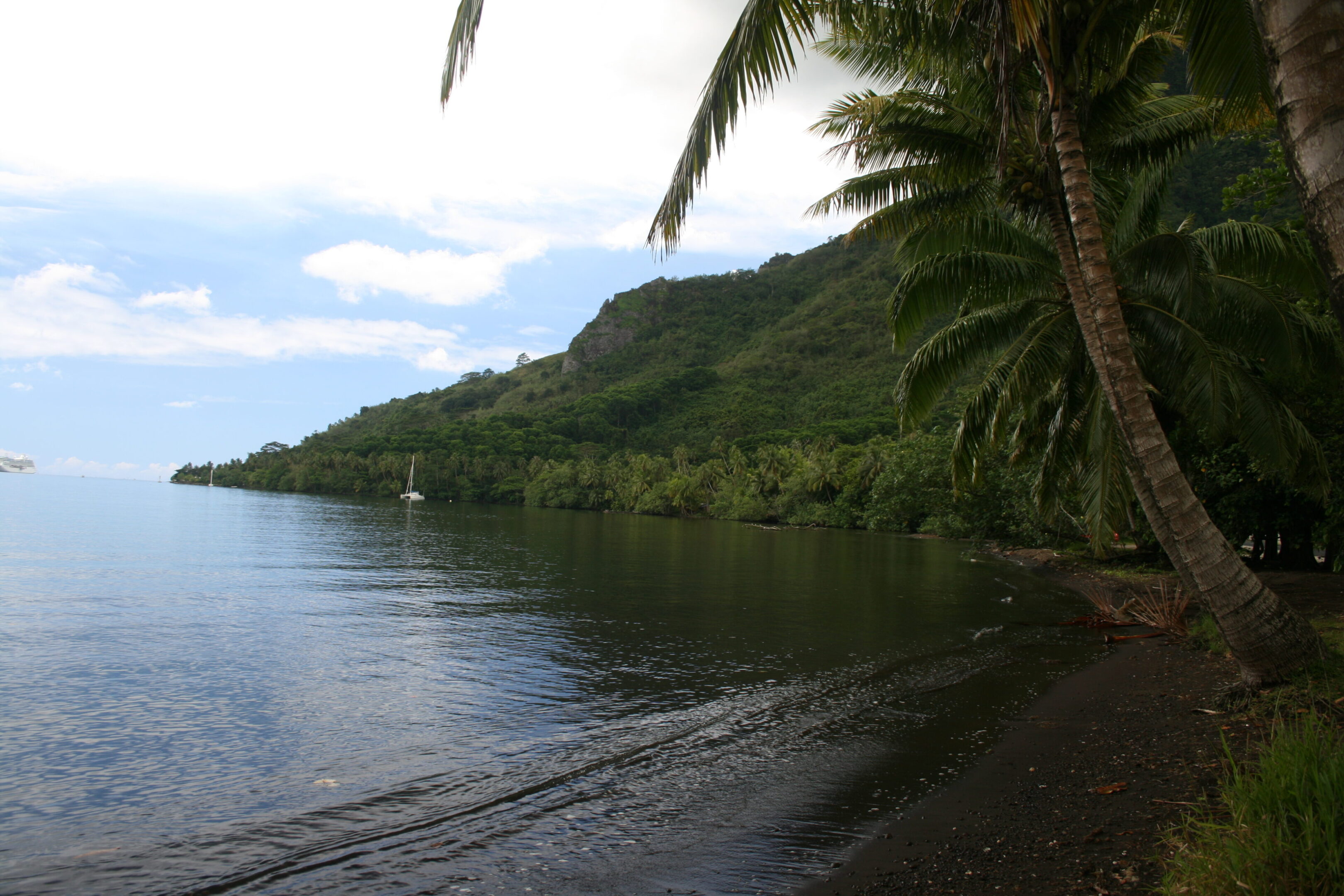 Tropical beach with palm trees and hills.