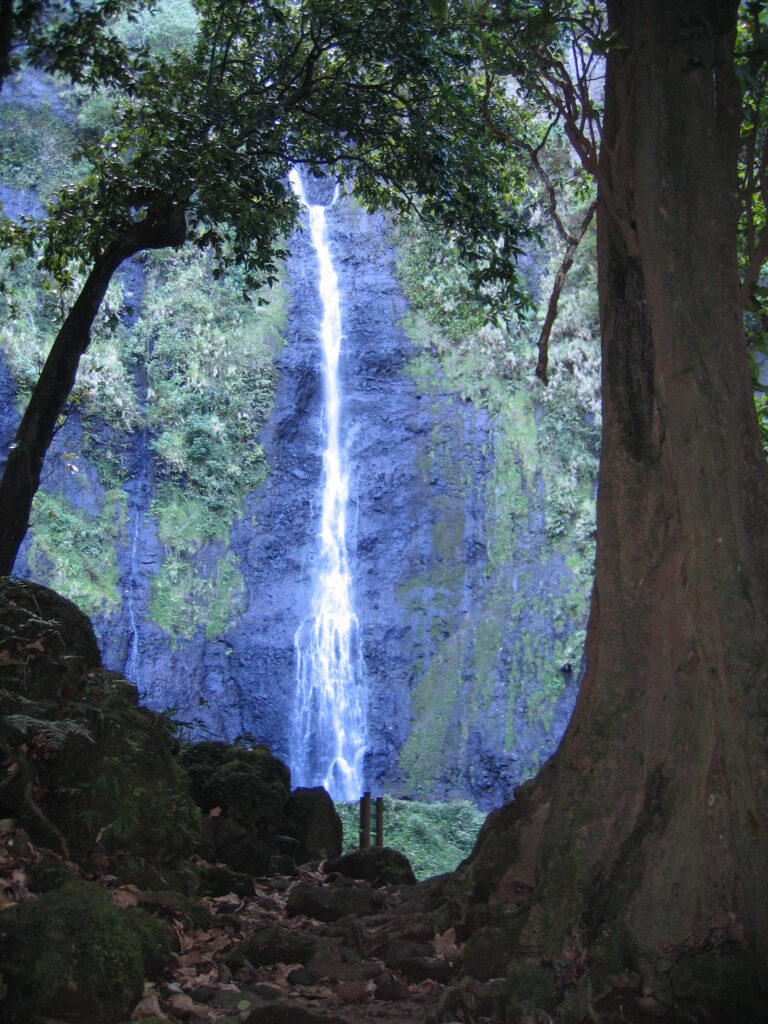 Waterfall framed by trees in forest.