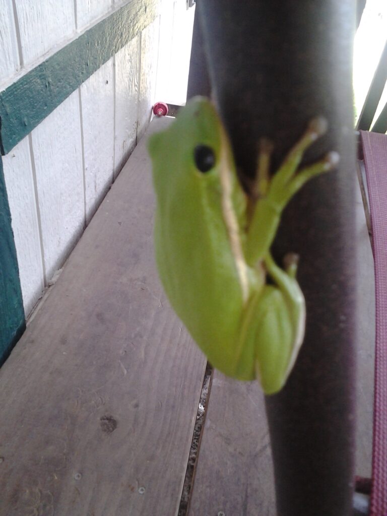 Green frog clinging to a vertical pole.