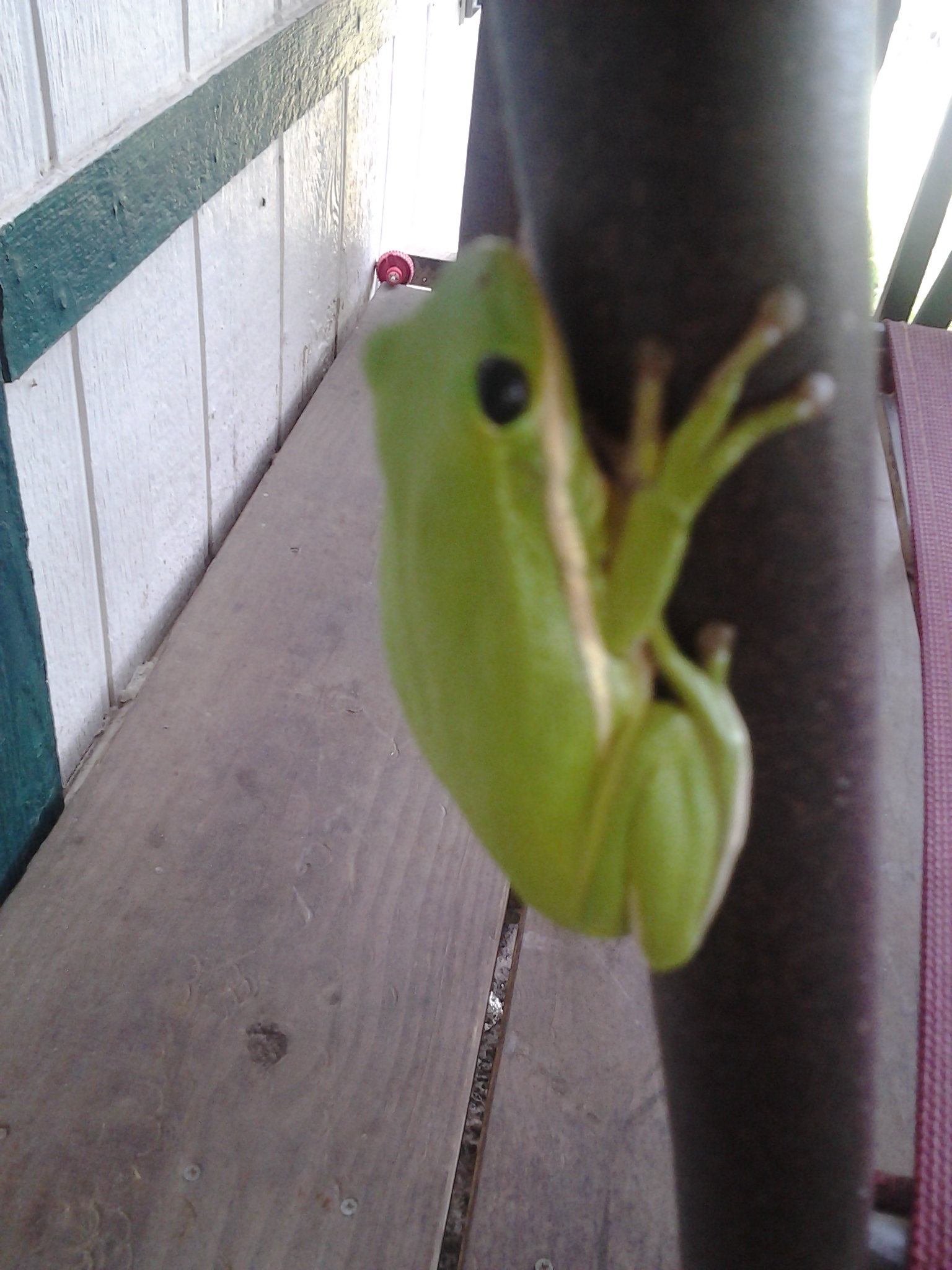 Green frog clinging to a vertical pole.