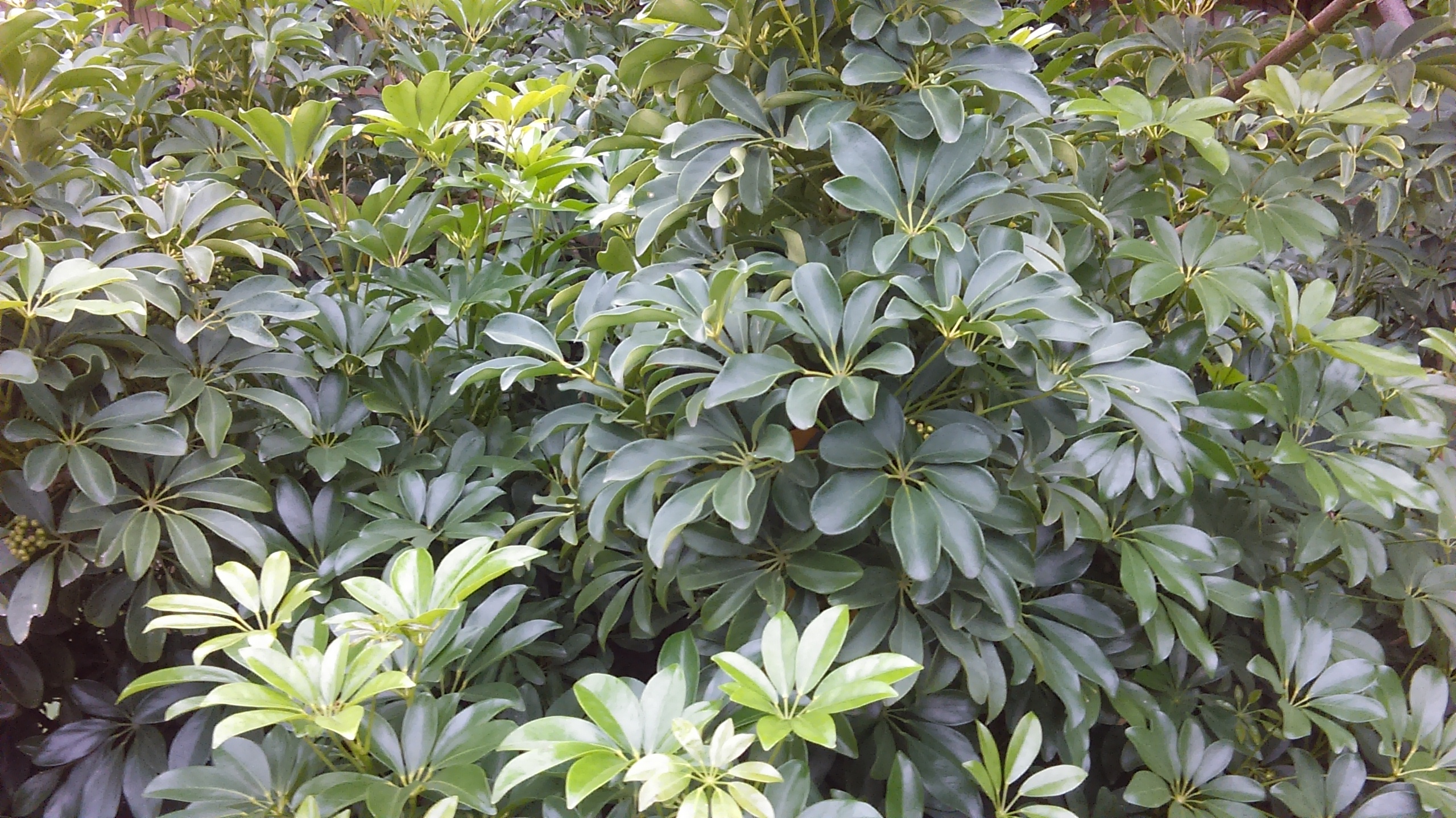 Lush green foliage of tropical plant.