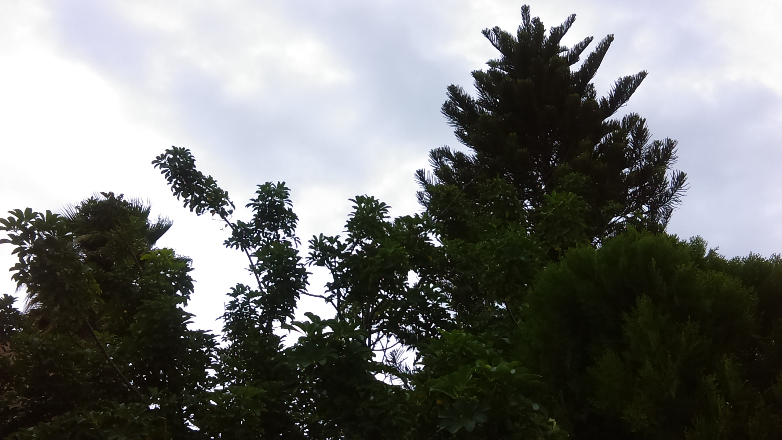 Trees and cloudy sky in the background.