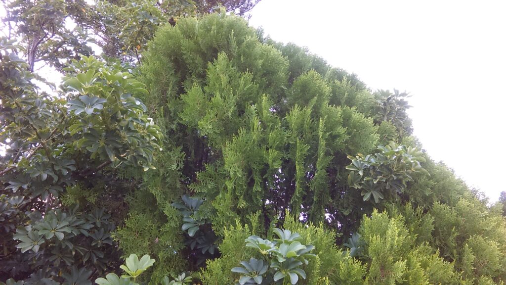 Lush green trees under overcast sky.