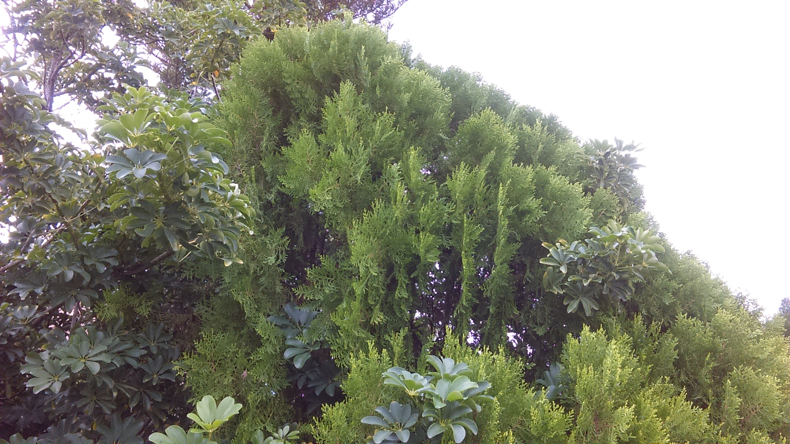 Lush green trees under overcast sky.