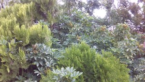 Dense green foliage with various plant species.