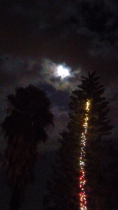 My Norfolk Island Pine lit up.