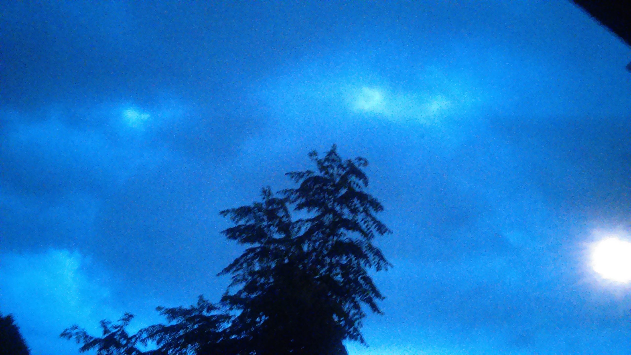 Silhouetted tree against a cloudy blue sky.