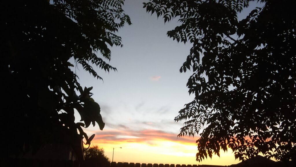 Sunset sky framed by silhouetted trees.