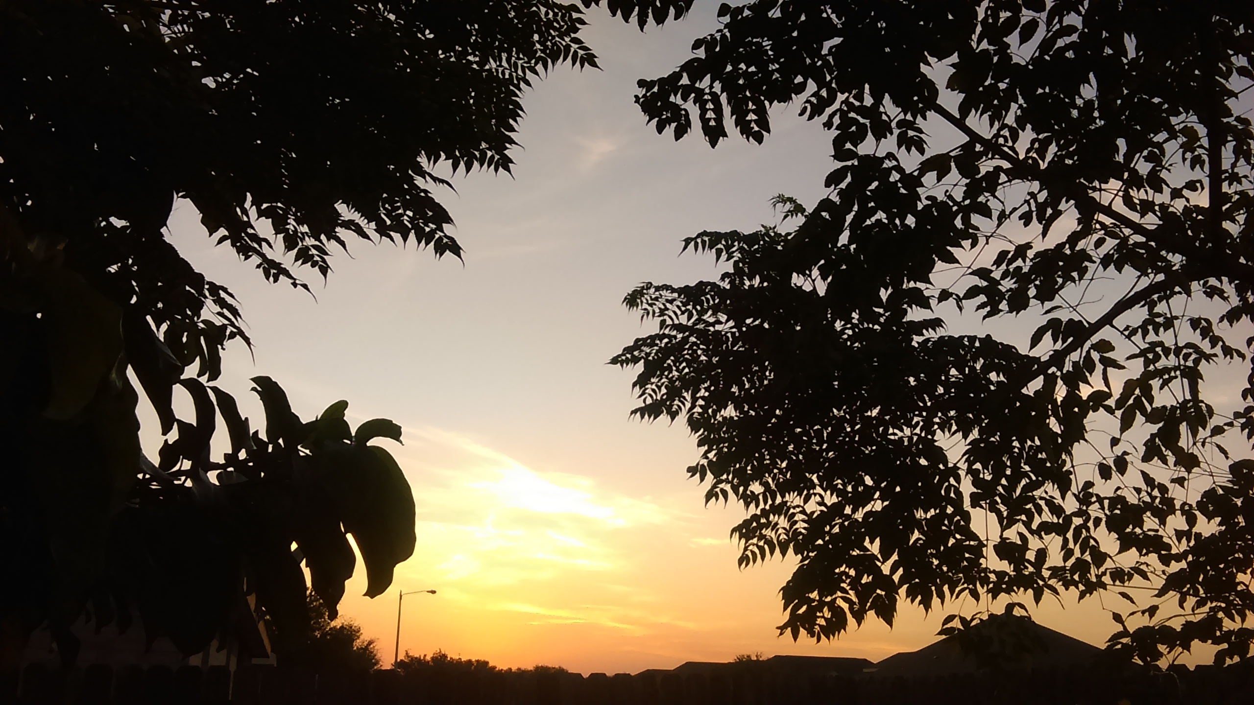 Silhouetted trees against a sunset sky.