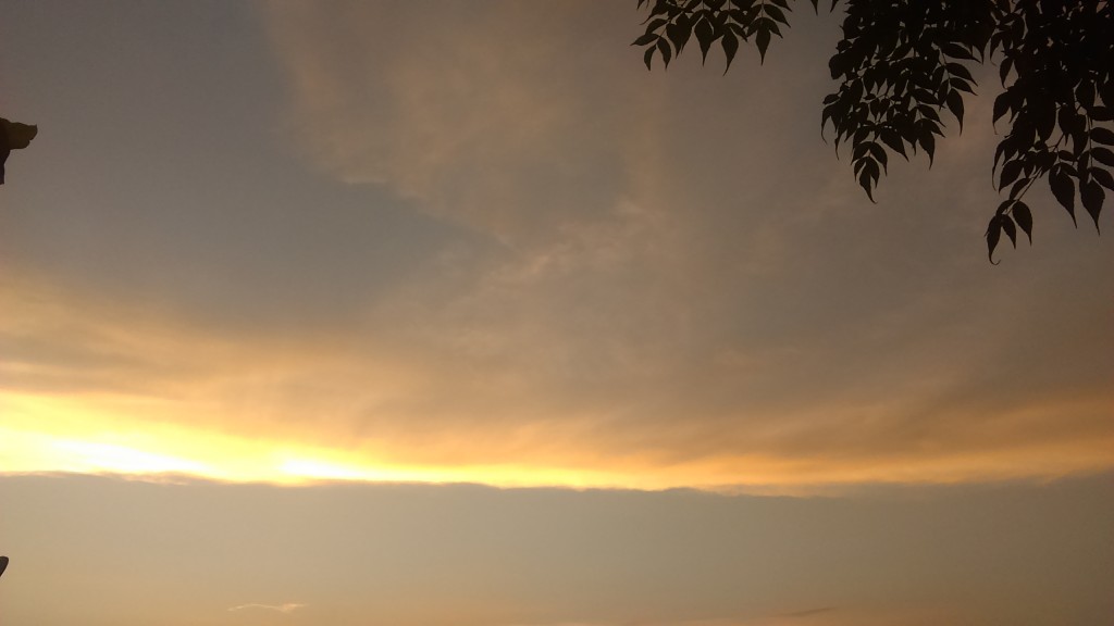 Sunset sky with silhouetted tree branches.