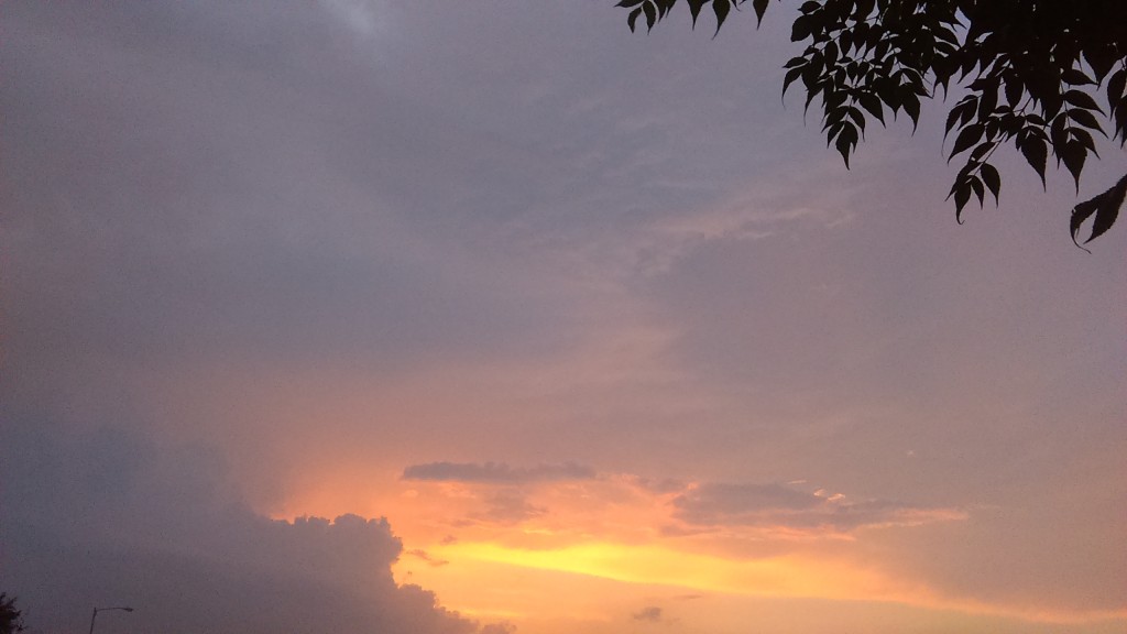 Sunset sky with silhouetted tree leaves.