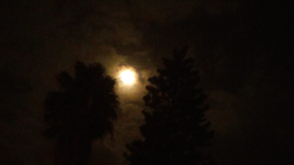 Moonlit night with silhouetted trees.