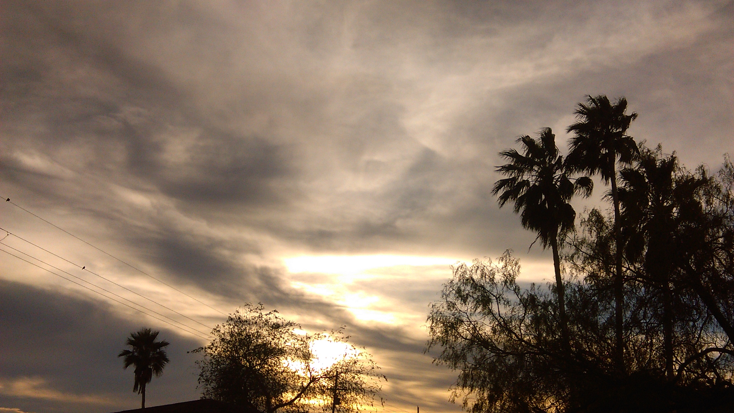 Silhouetted palm trees against cloudy sunset sky.