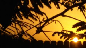Silhouette of branches against orange sunset.
