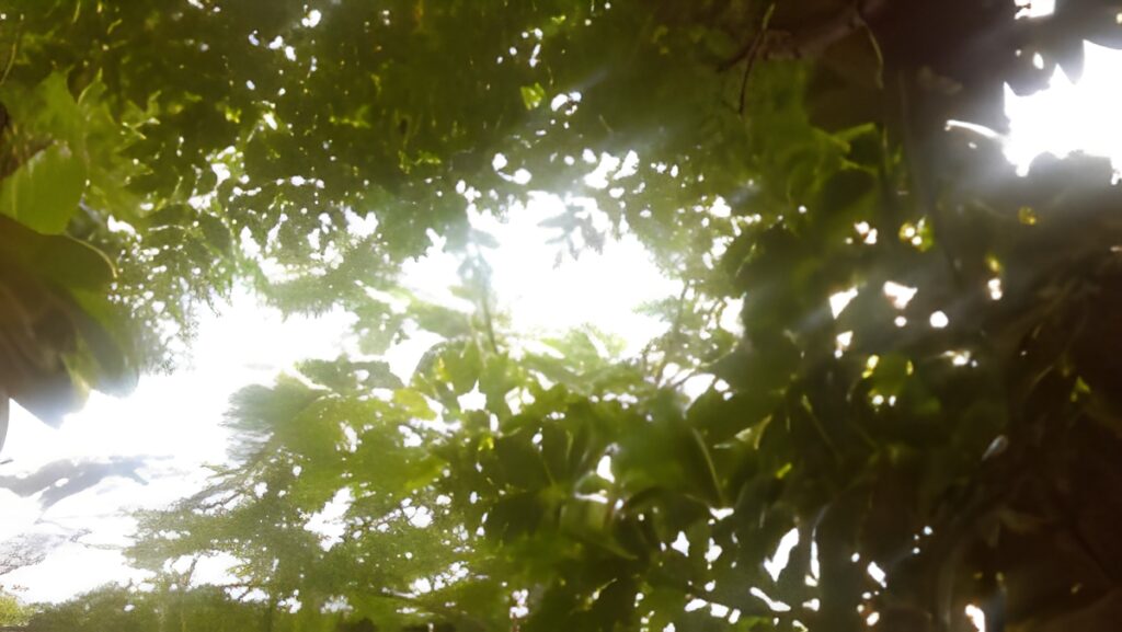 Sunlight filtering through dense green foliage.