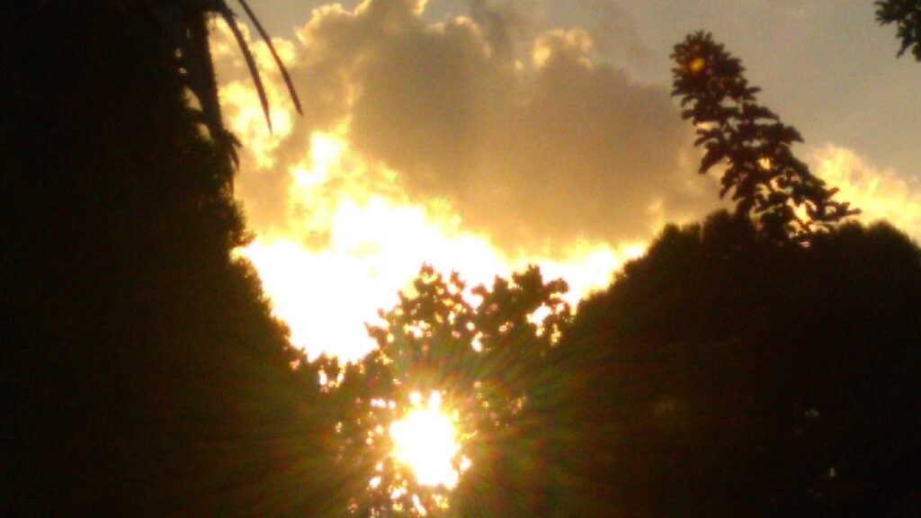 Sunset through trees with glowing clouds.