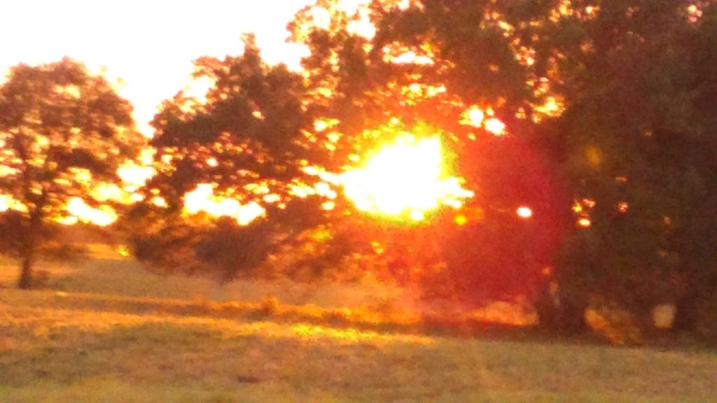 Sunset through trees in a grassy field.