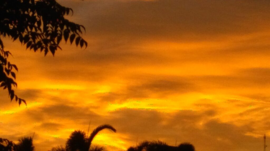 Golden sunset with tree silhouettes in foreground.