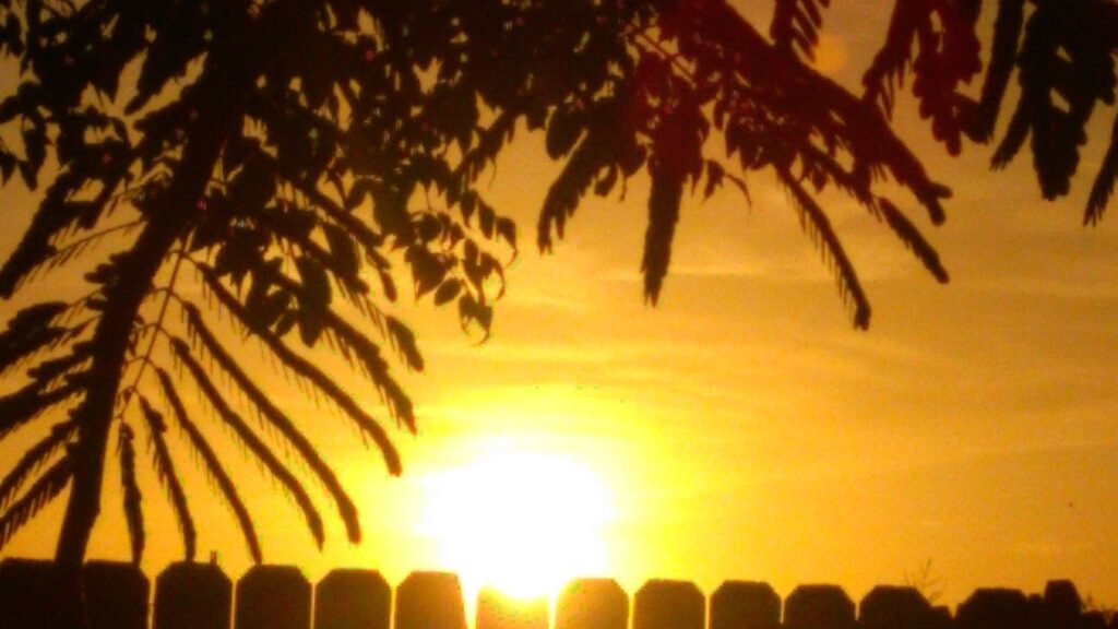 Sunset over fence with silhouetted leaves.