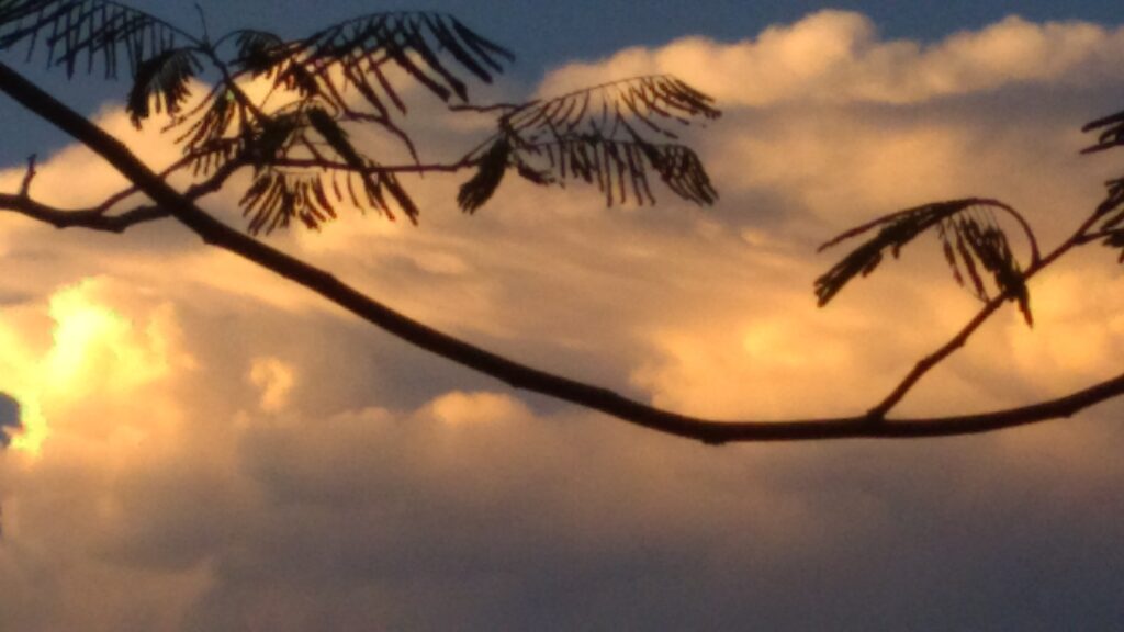 Silhouetted branches against colorful cloudy sky.