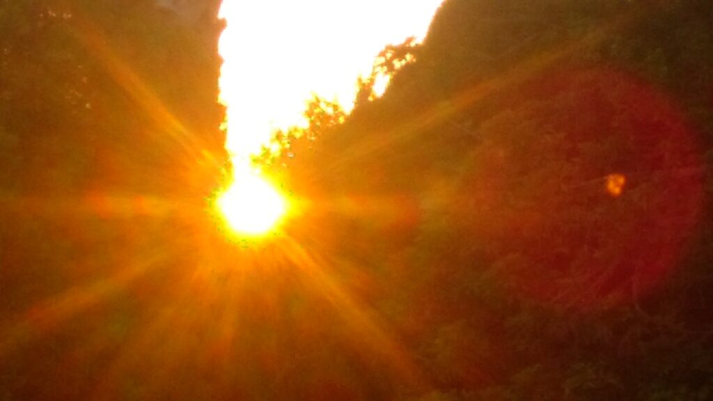 Bright sun shining through forest trees.