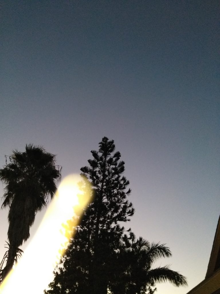 Silhouetted trees against a twilight sky.