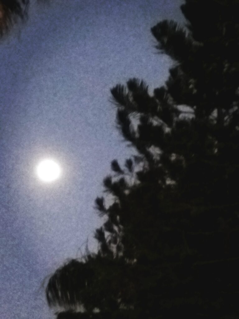 Full moon beside silhouetted tree at night.