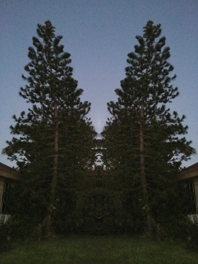 Symmetrical tall trees against evening sky.