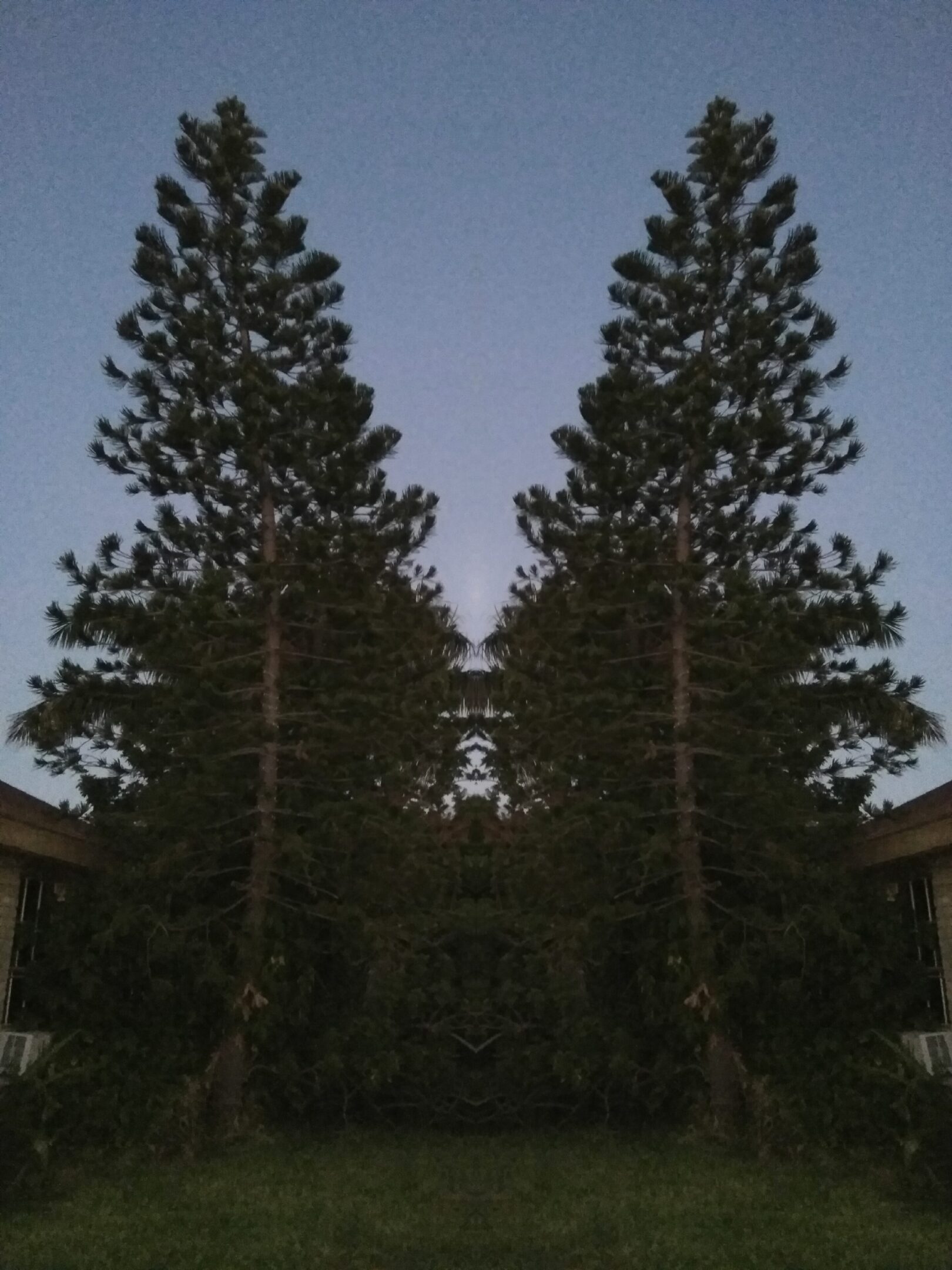 Symmetrical tall trees against evening sky.