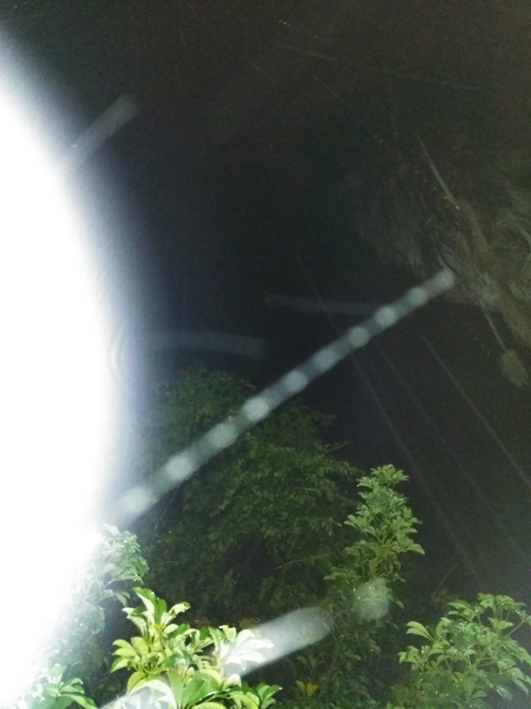 Nighttime garden with bright light streaks.