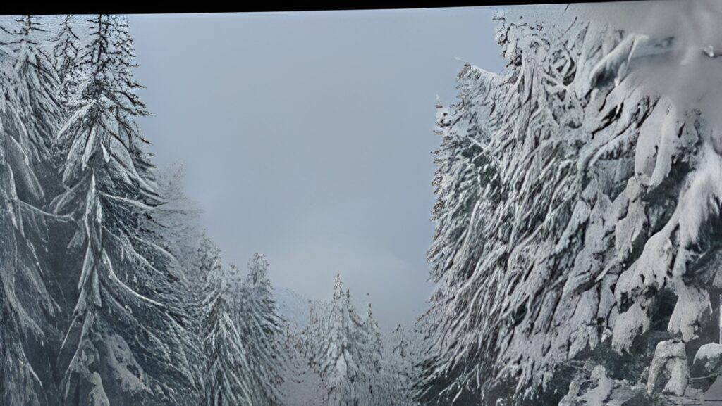 Snow-covered trees under a cloudy sky.