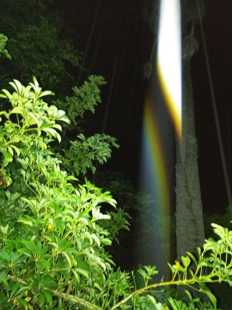 Rainbow light beam in dark forest.
