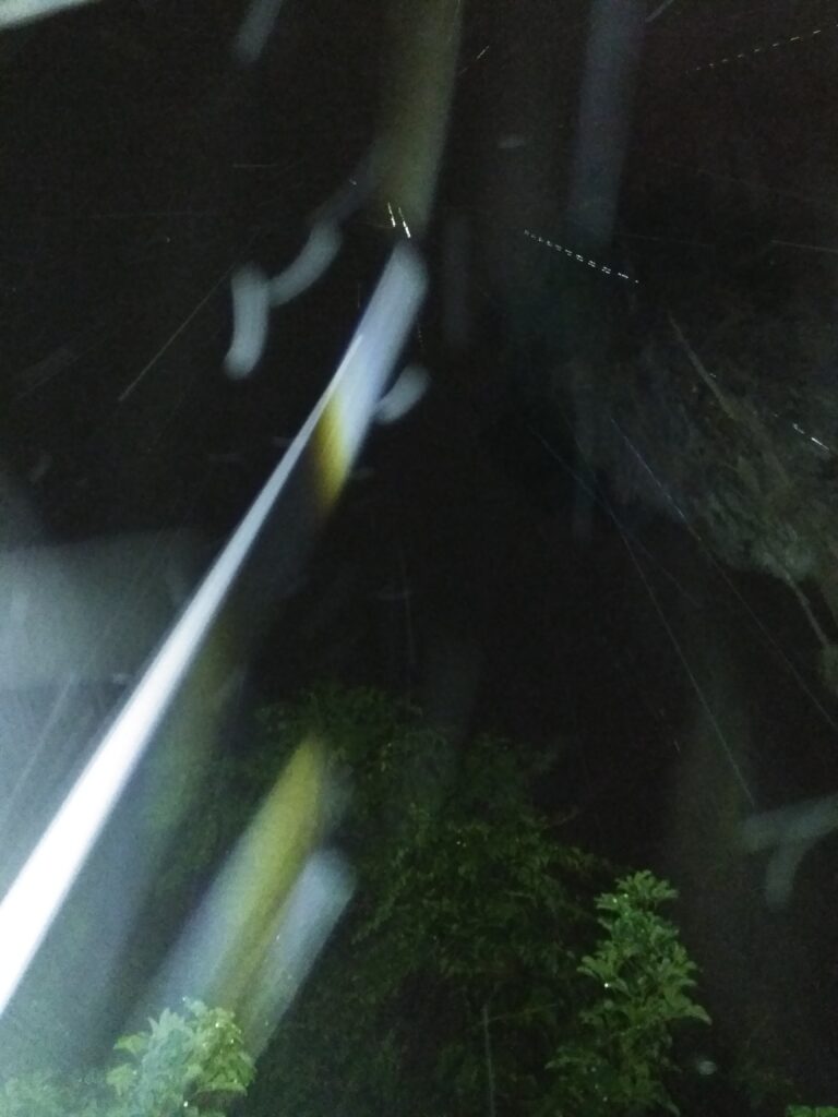 Nighttime image with streaks and foliage.