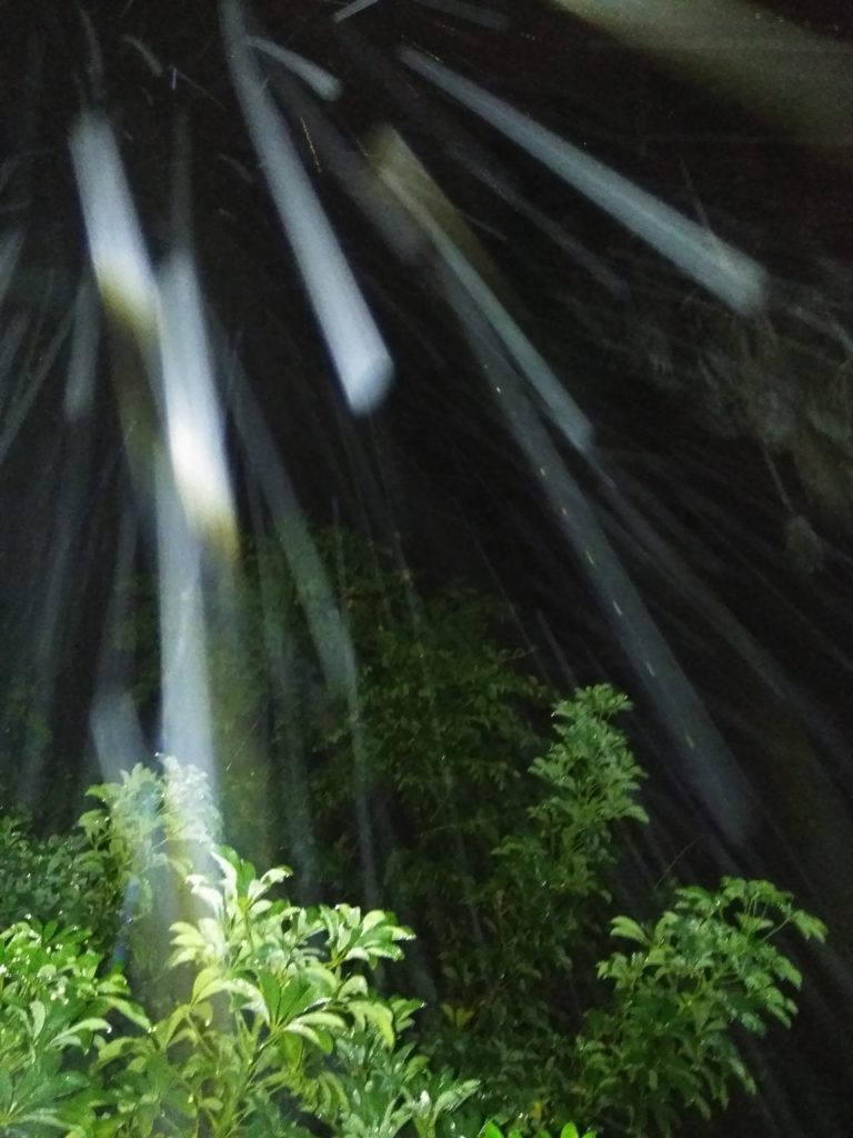Rain streaks above illuminated green plants.