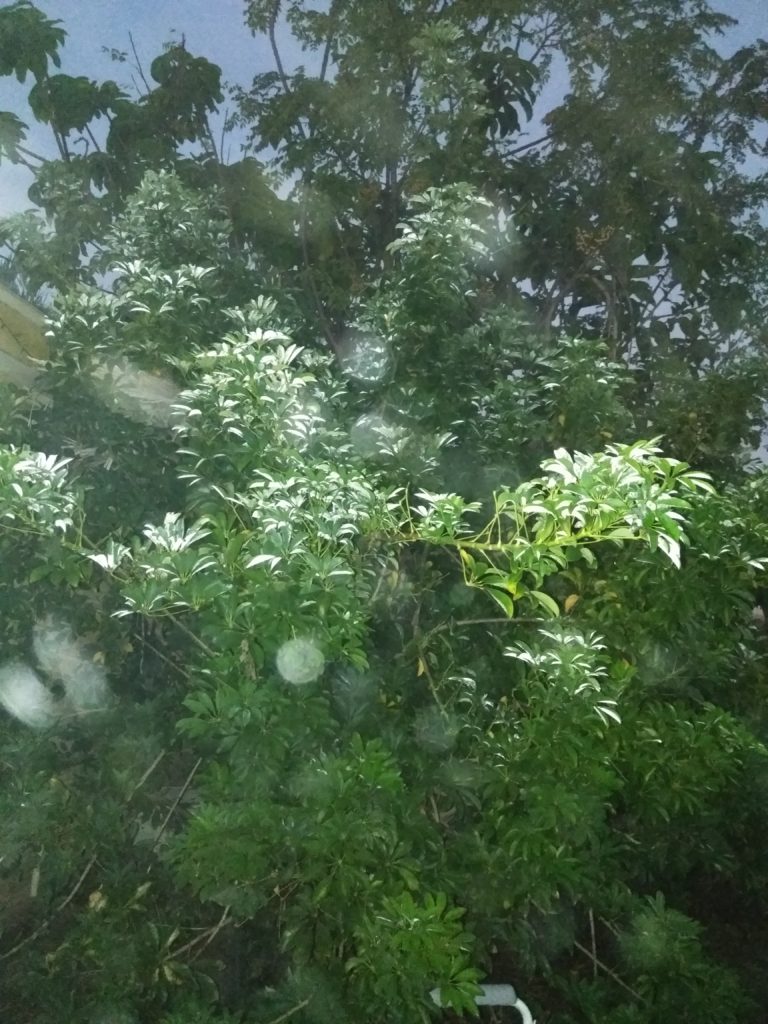 Lush green foliage under dim lighting.