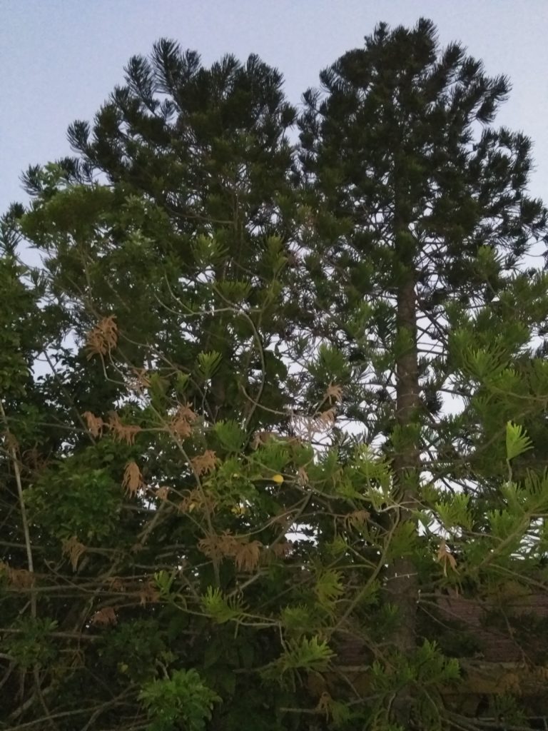 Tall pine trees against evening sky.
