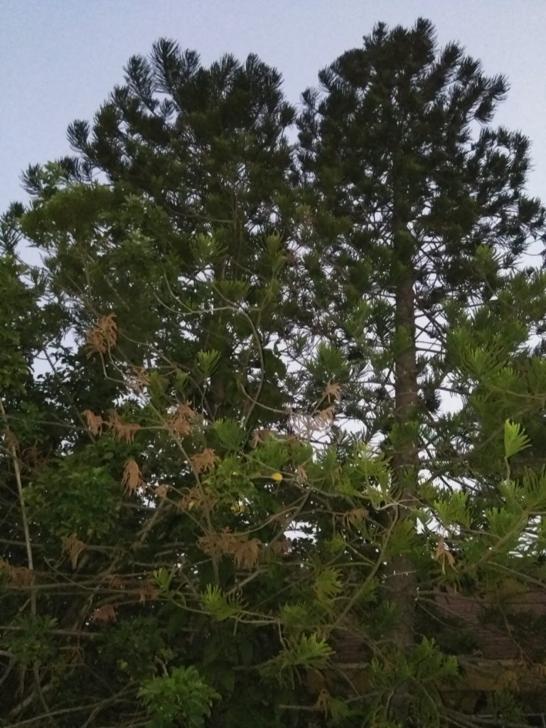My Twin Norfolk Island Pines extinct now