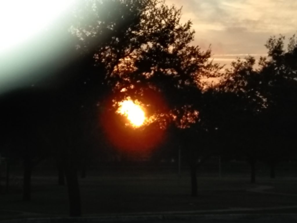 Sunset through silhouetted trees in park.
