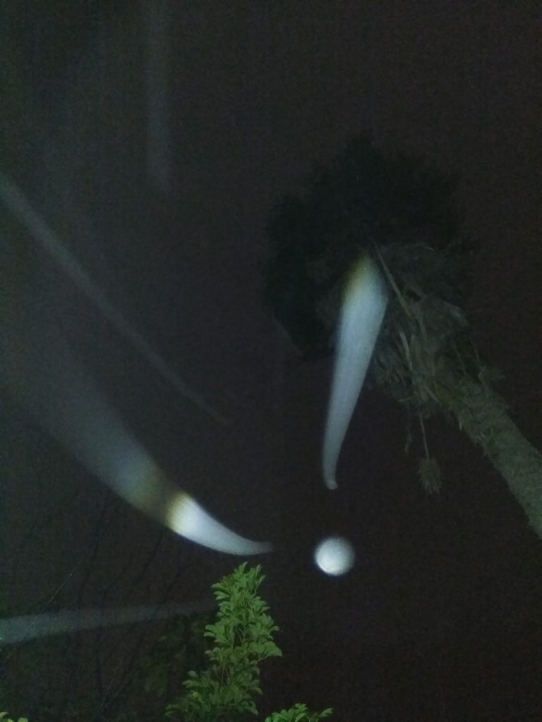 Night sky with tree and light trails.