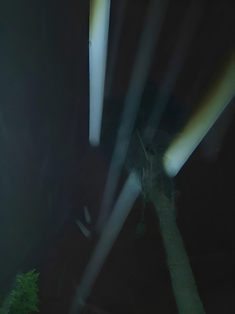 Palm tree with streaking lights at night